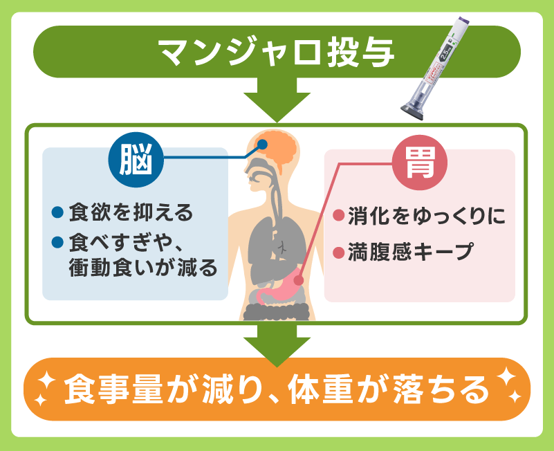 マンジャロ 痩せる仕組み