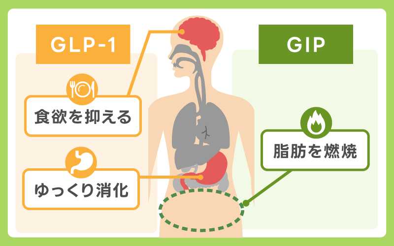 マンジャロ GLP-1