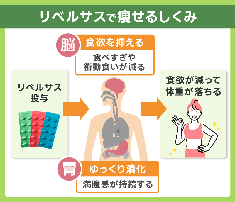 リベルサス 痩せる 仕組み